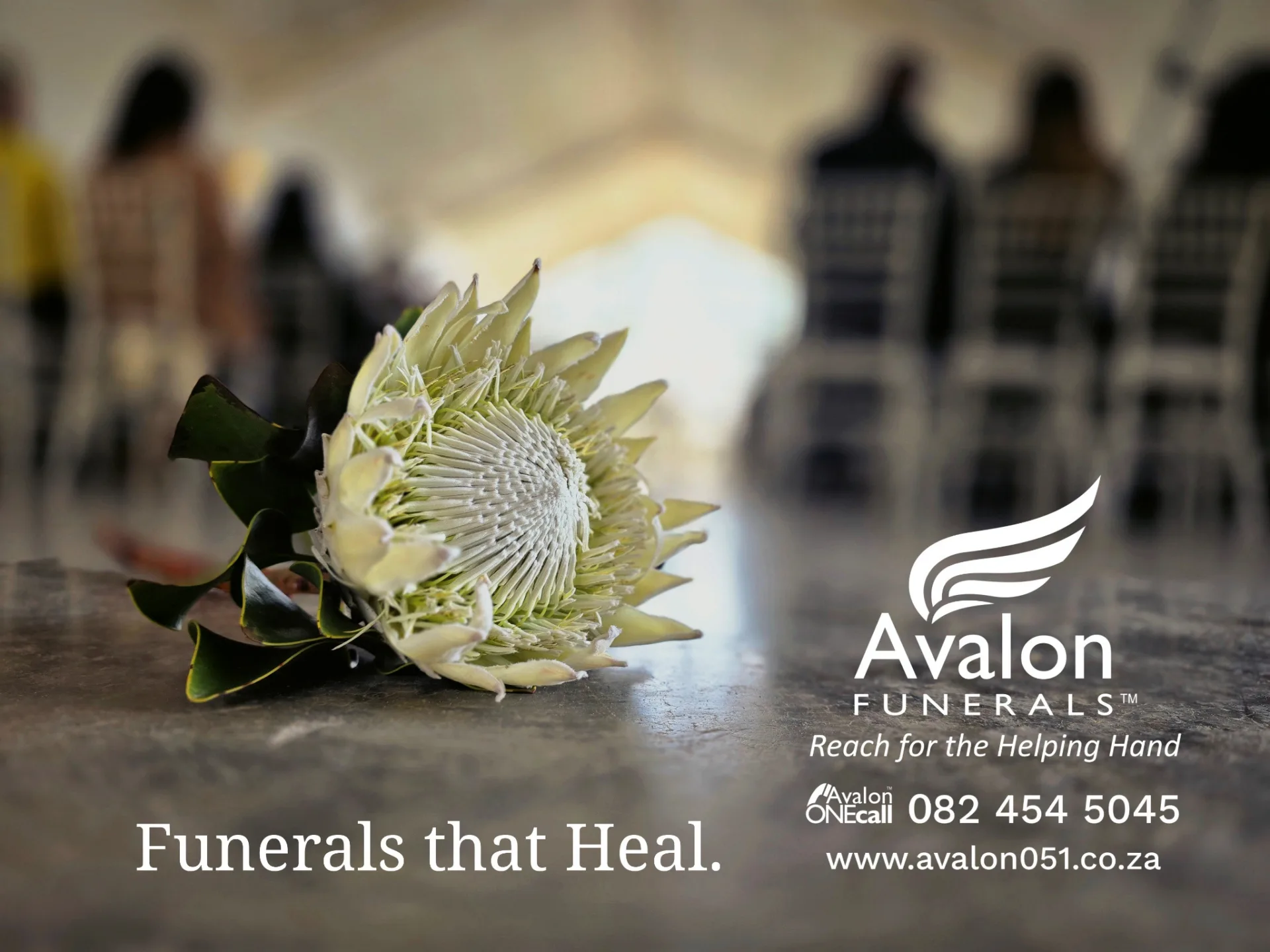 A white king protea displayed by Avalon Funerals for a guide to funeral costs in Bloemfontein
